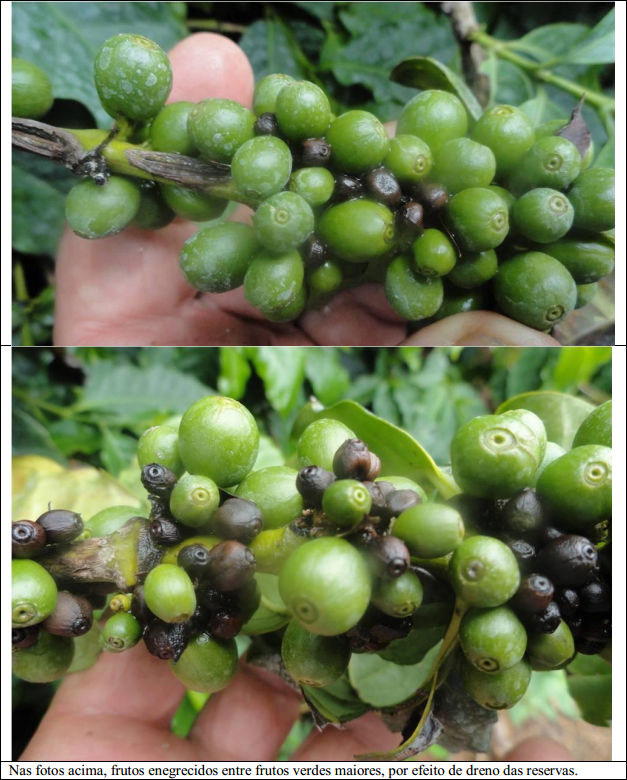 Procafé 1