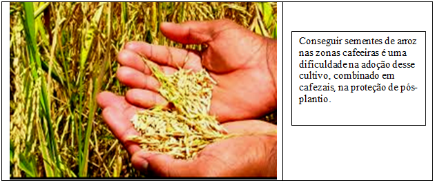 arroz 4