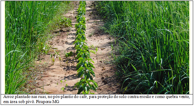 arroz